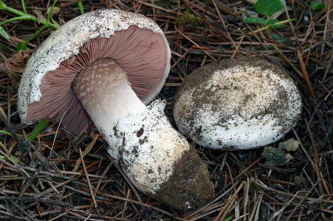 Agaricus gennadii - Agaricus - Forum di Micologia AMB Gruppo di Muggia ...