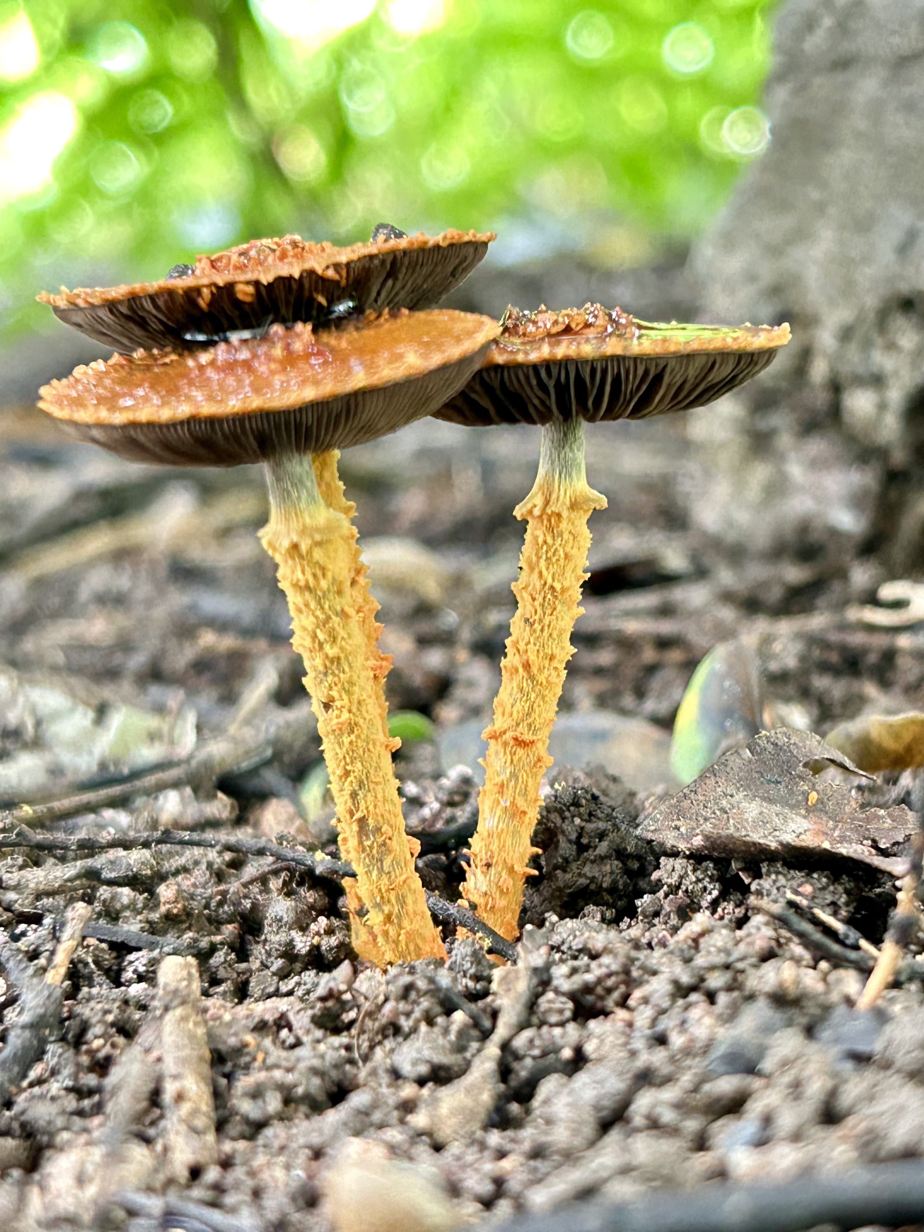 mushroom-image