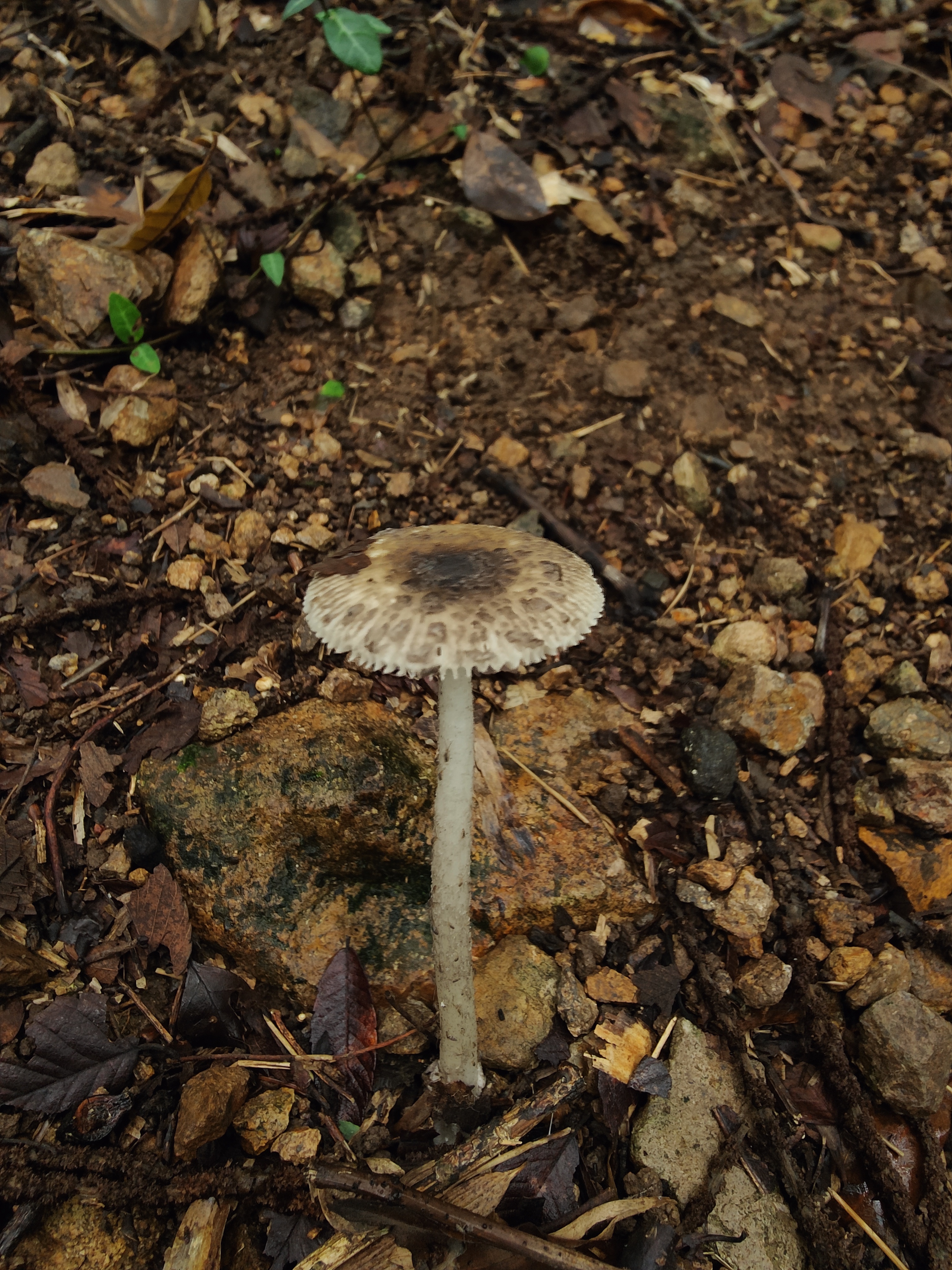 mushroom-image