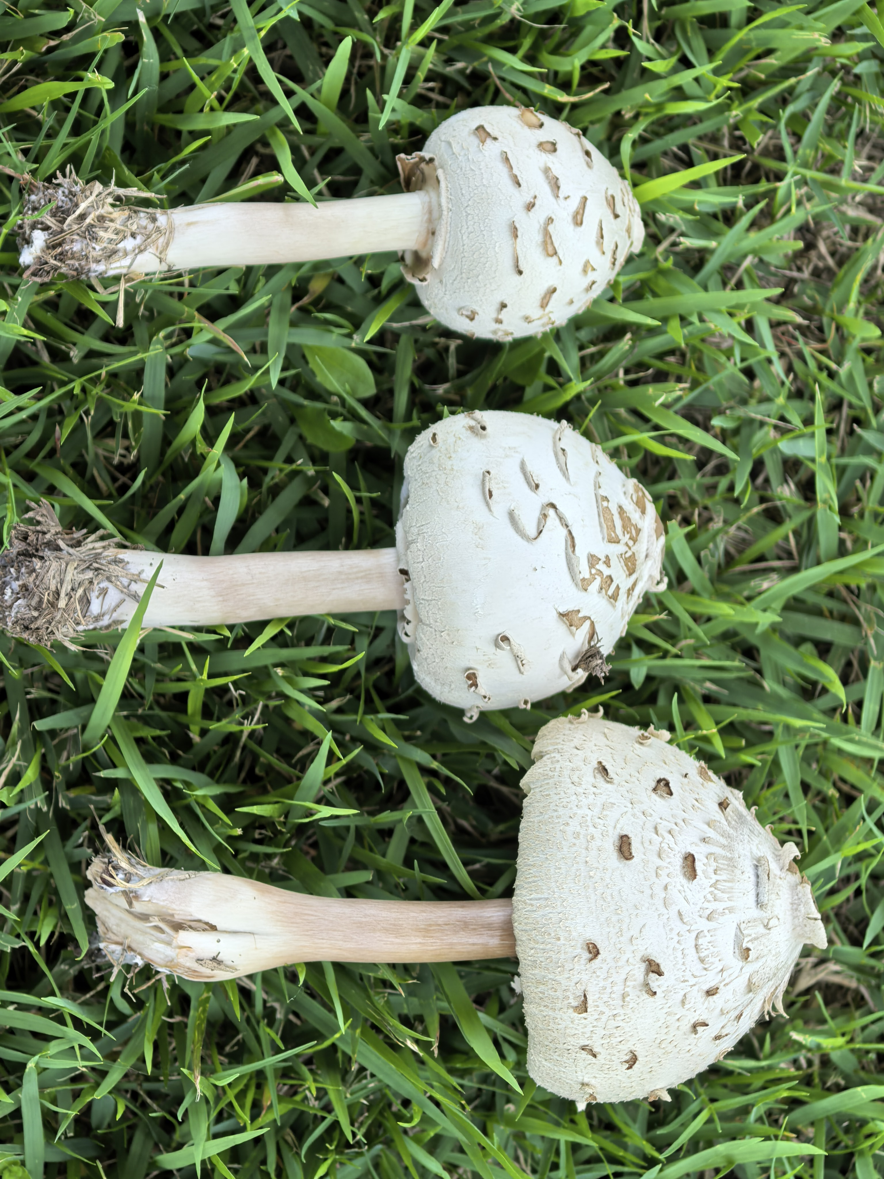 mushroom-image