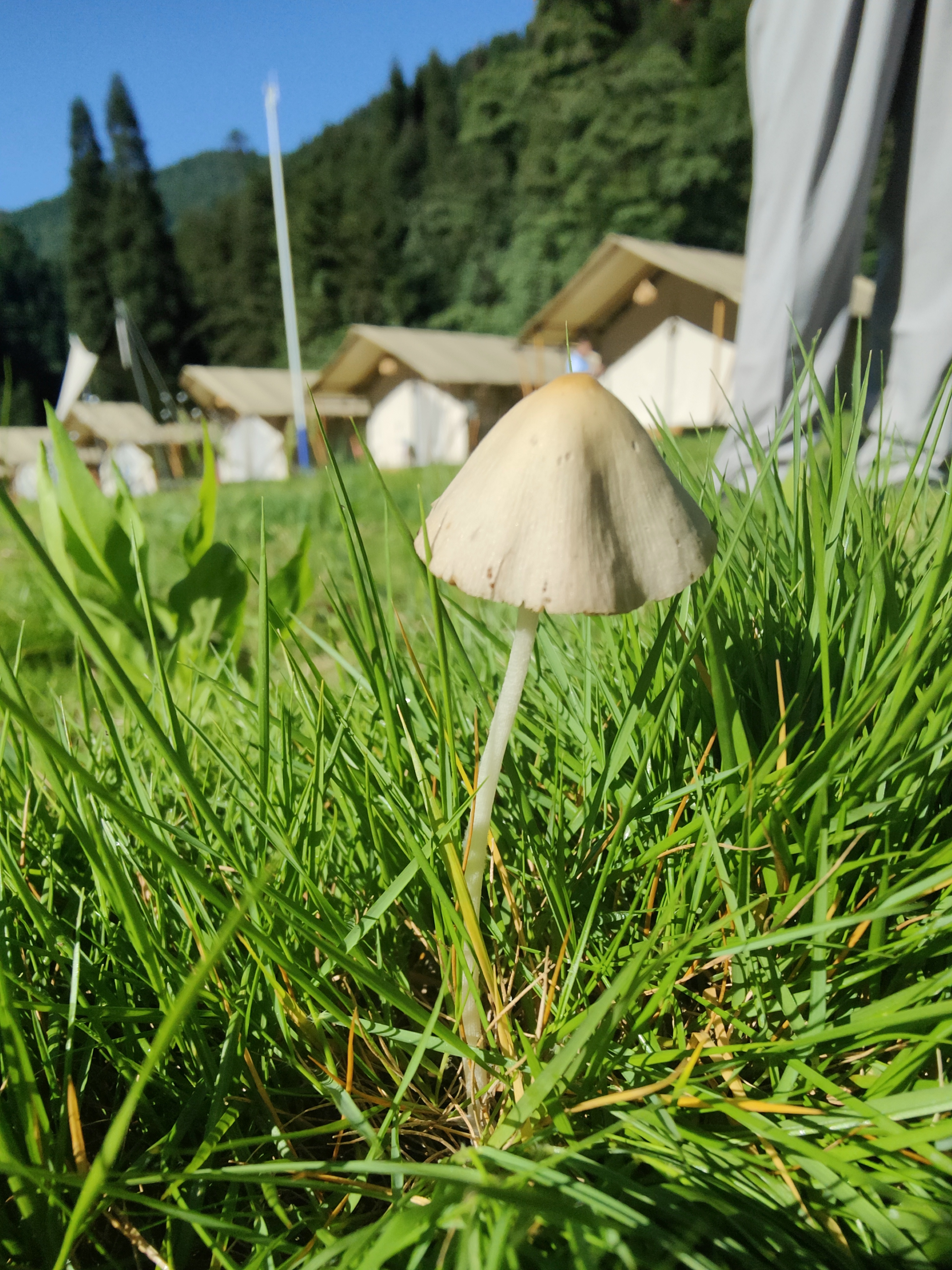 mushroom-image