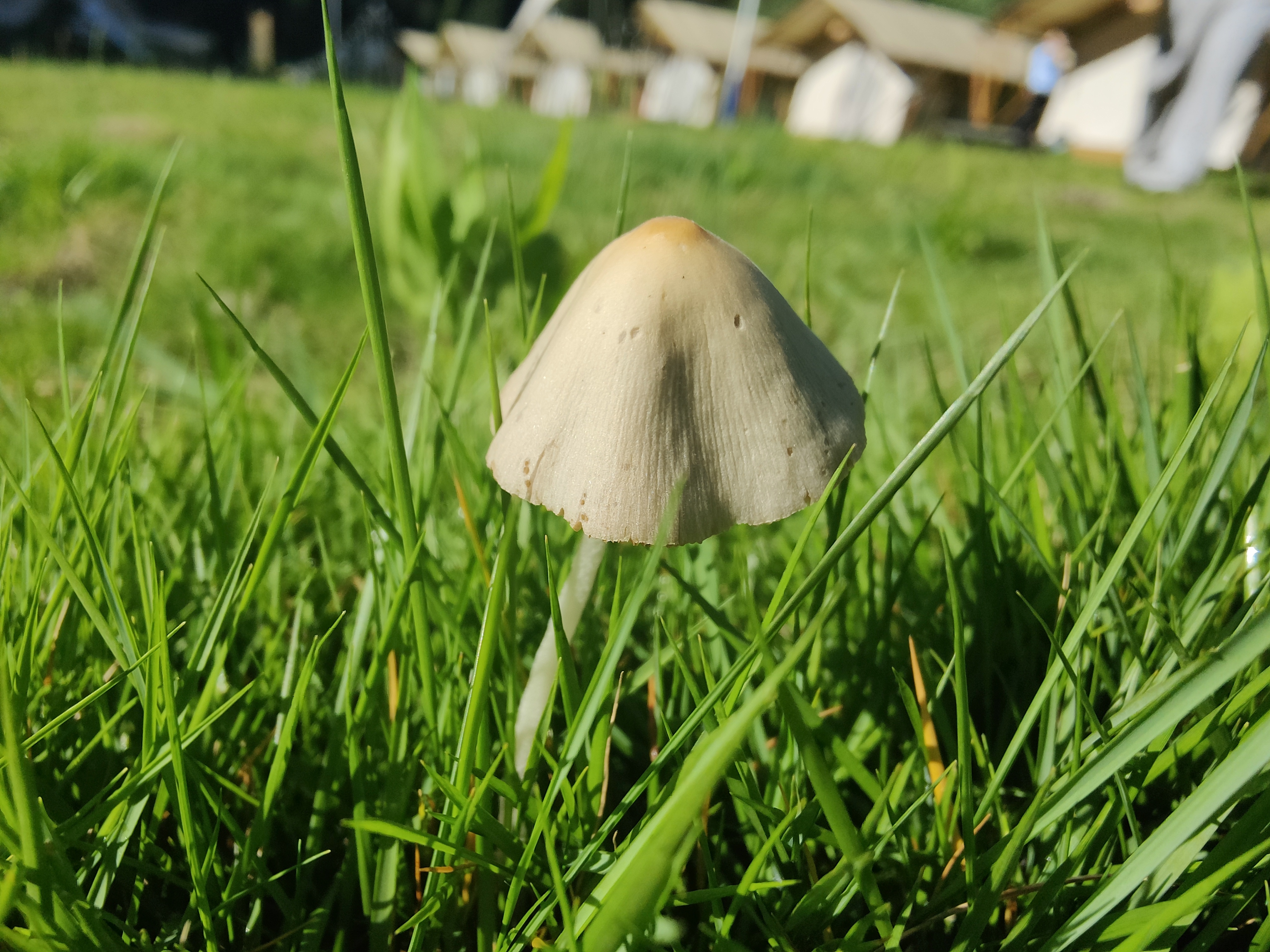mushroom-image
