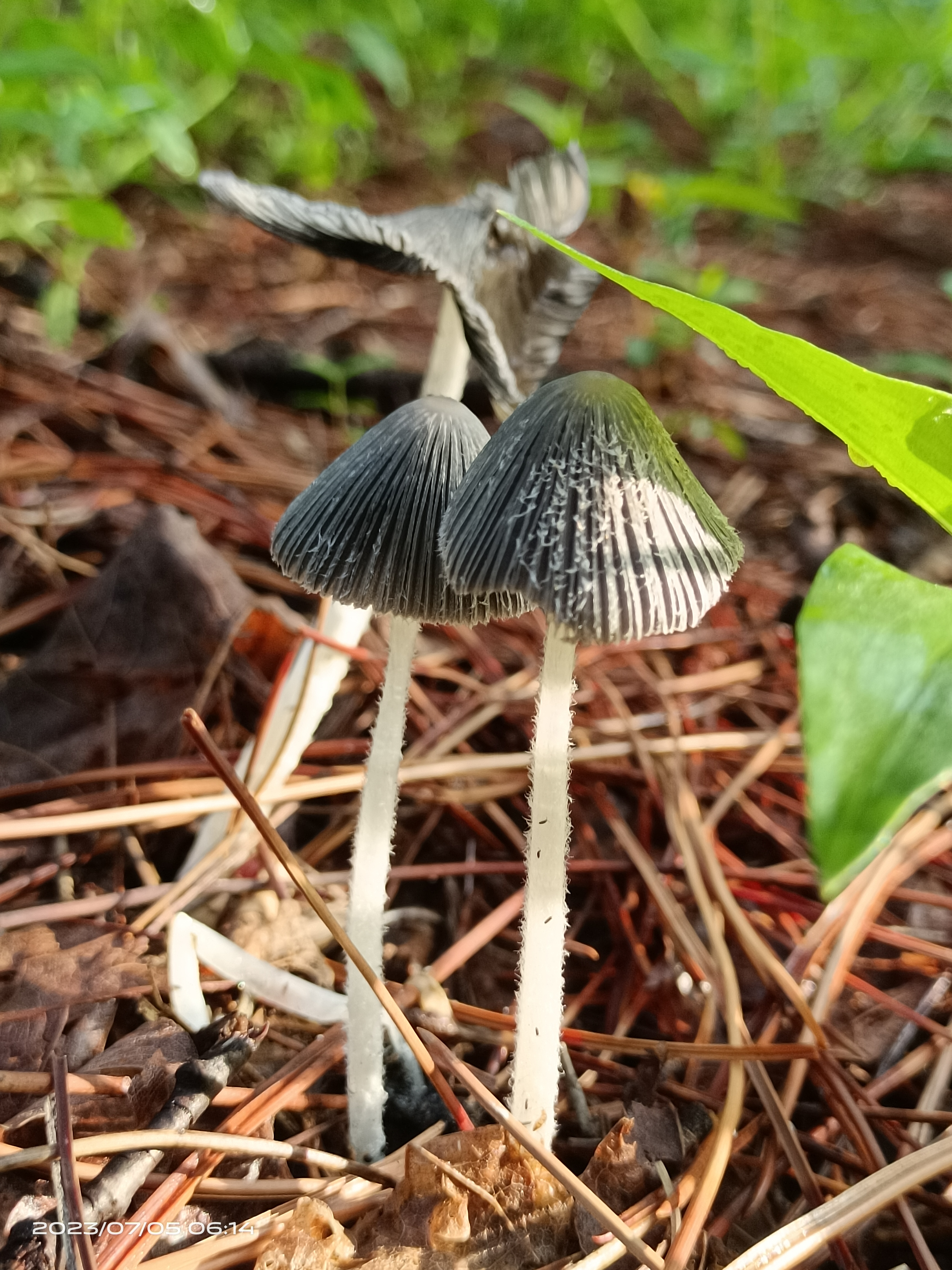 mushroom-image