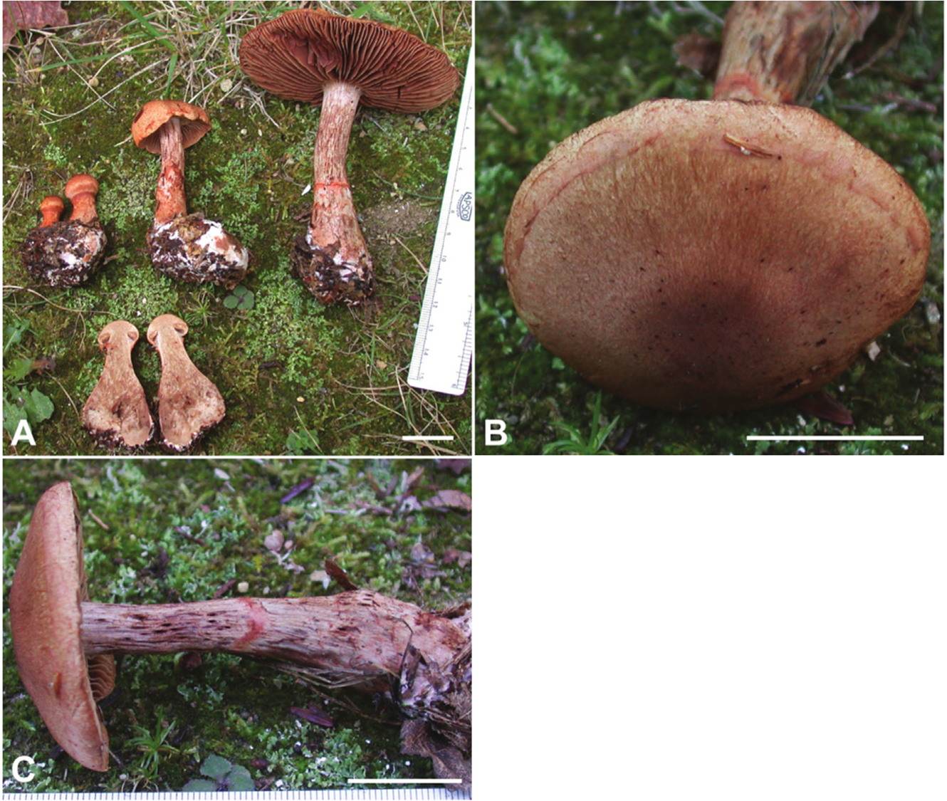 Cortinarius armillatus
