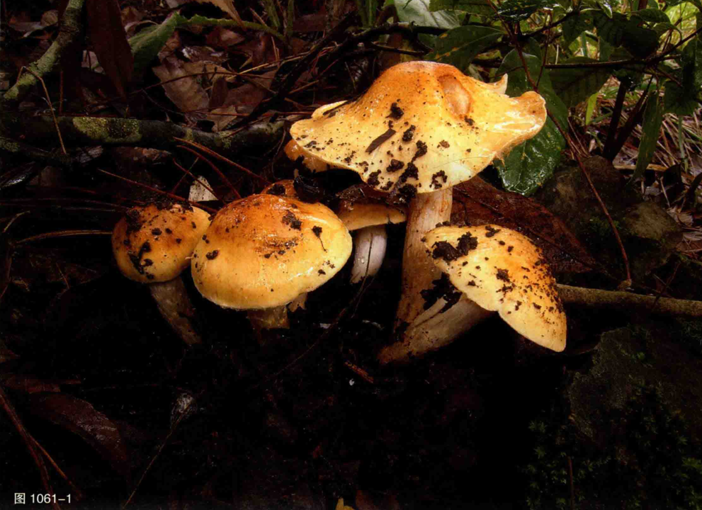 mushroom-image