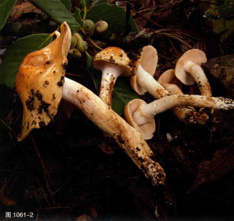 mushroom-image