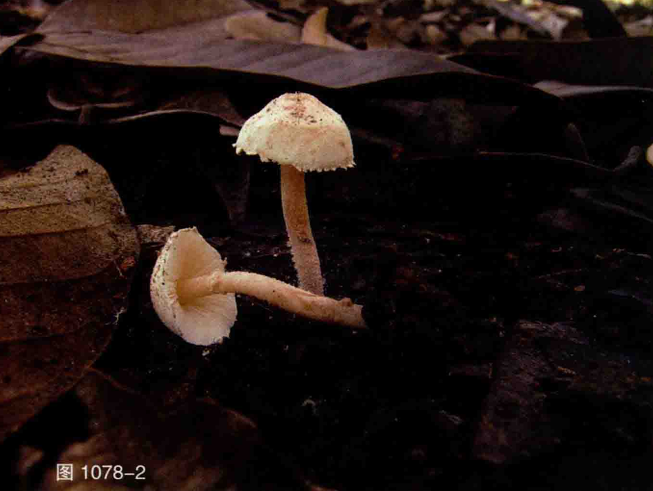 mushroom-image