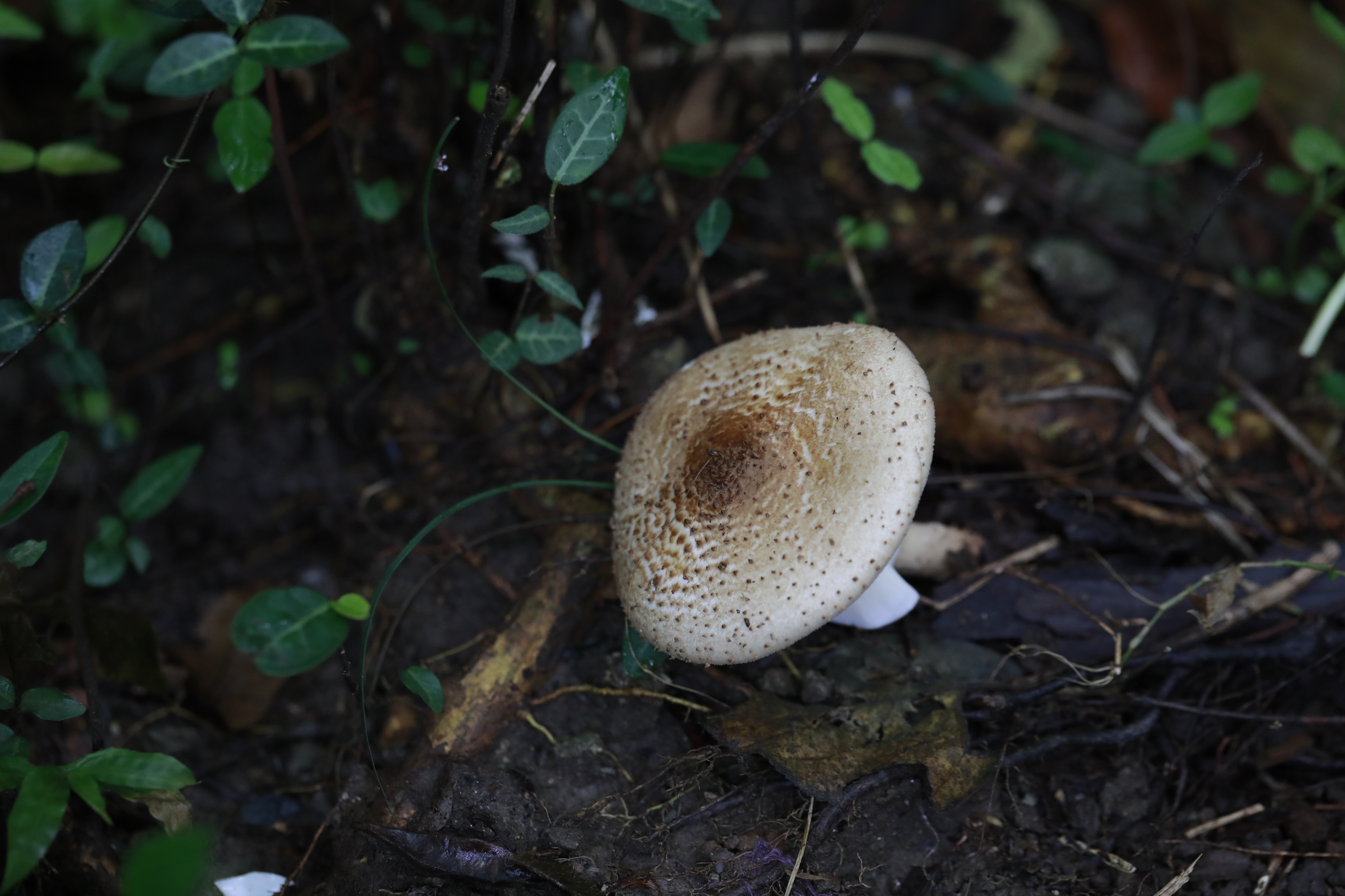 mushroom-image
