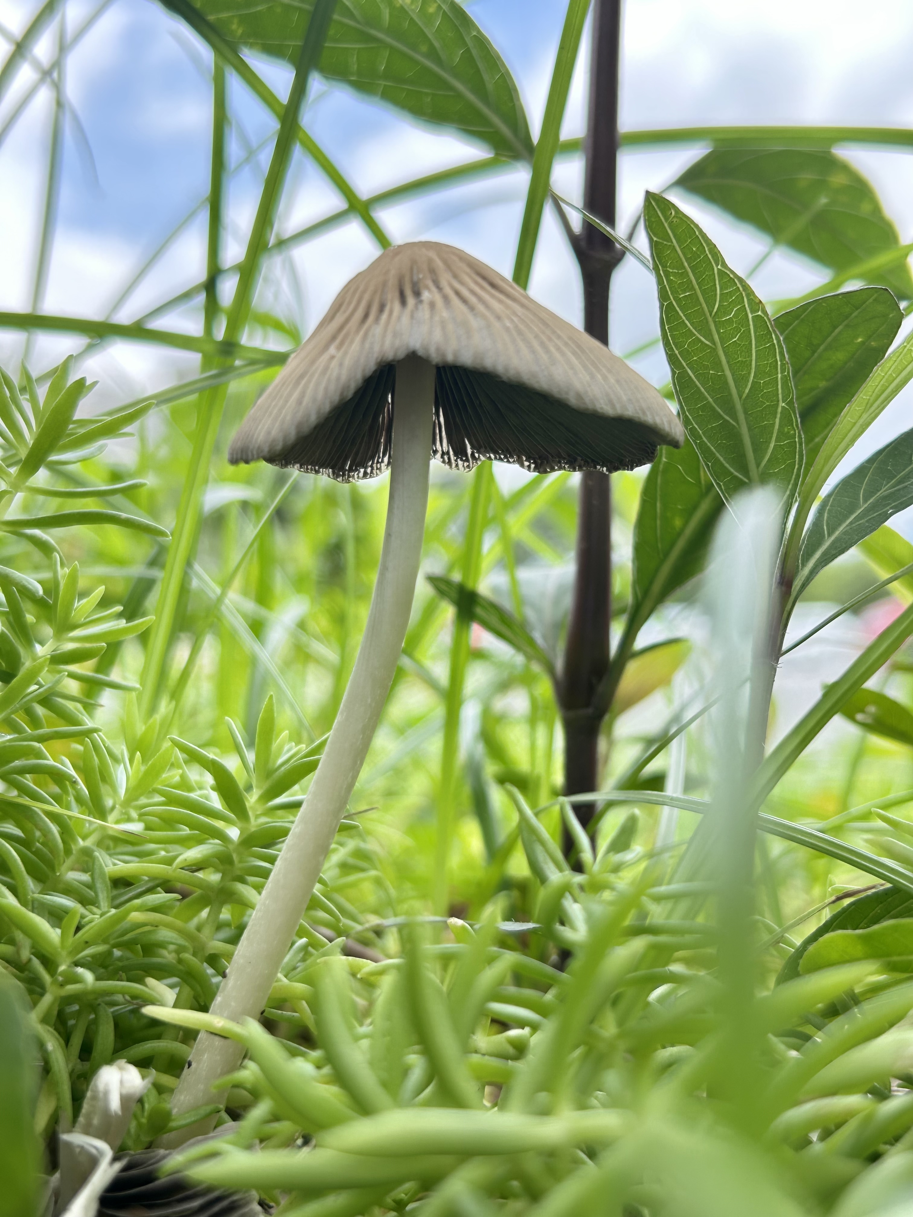 mushroom-image