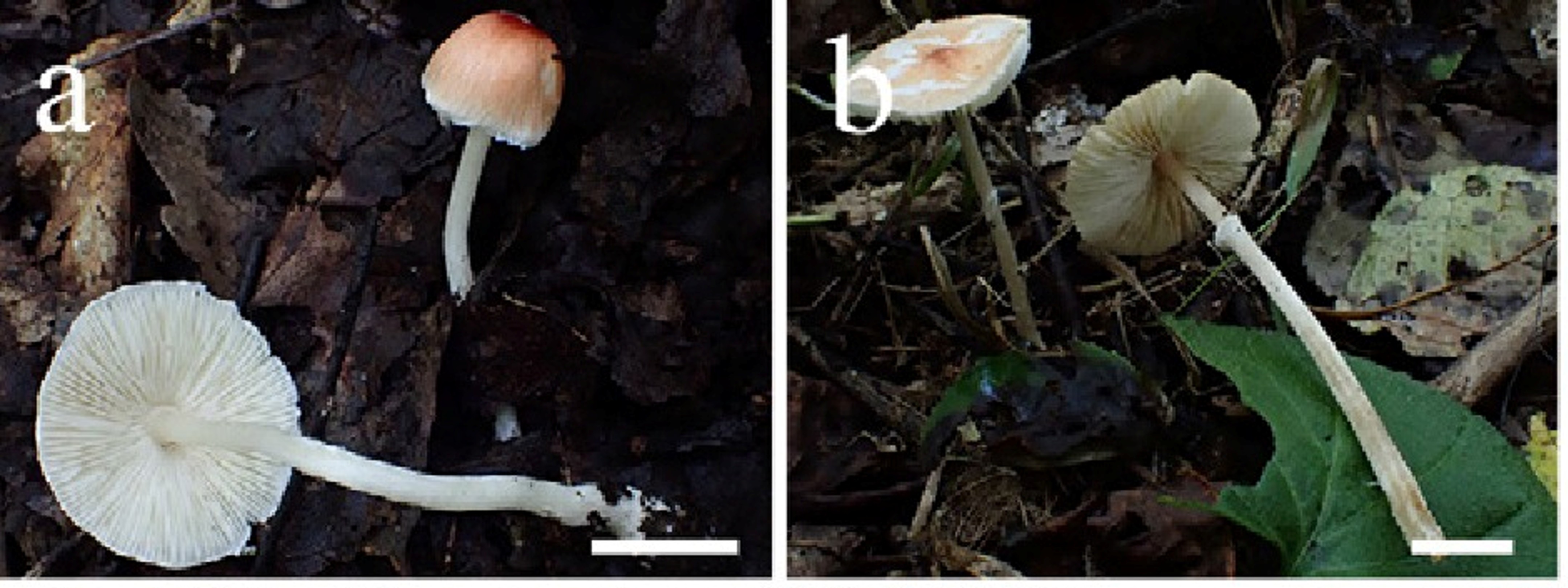 mushroom-image