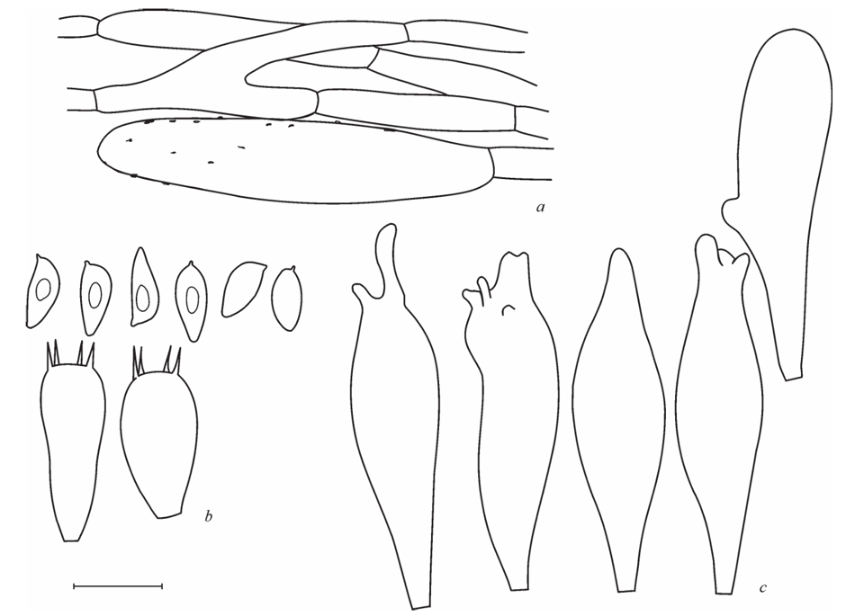 mushroom-image