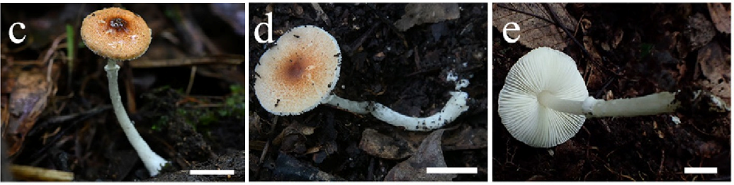 mushroom-image