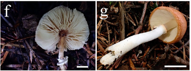 mushroom-image