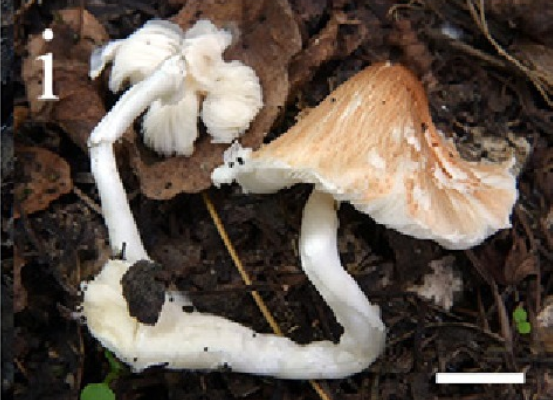 mushroom-image
