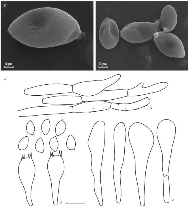 mushroom-image