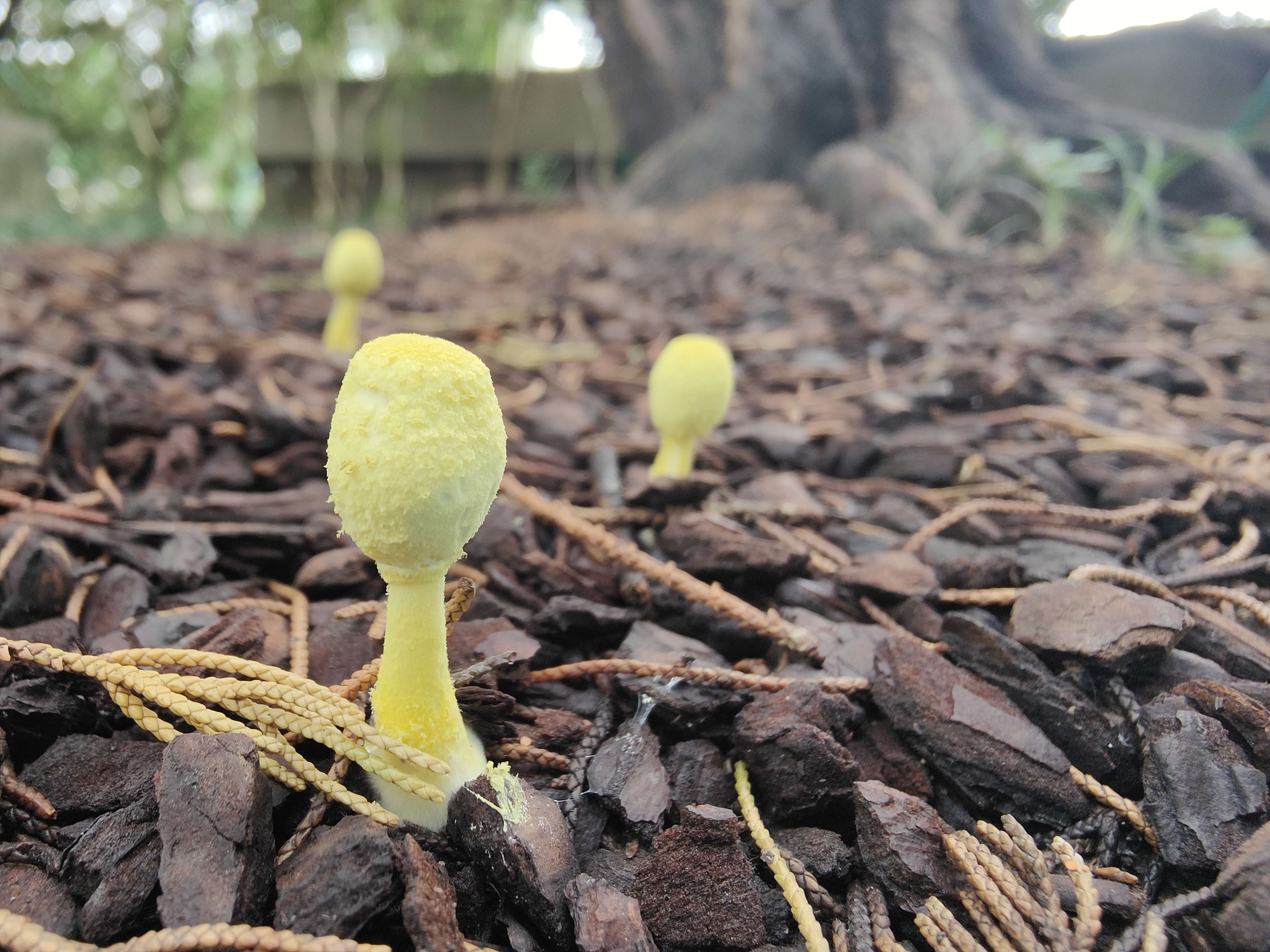 mushroom-image