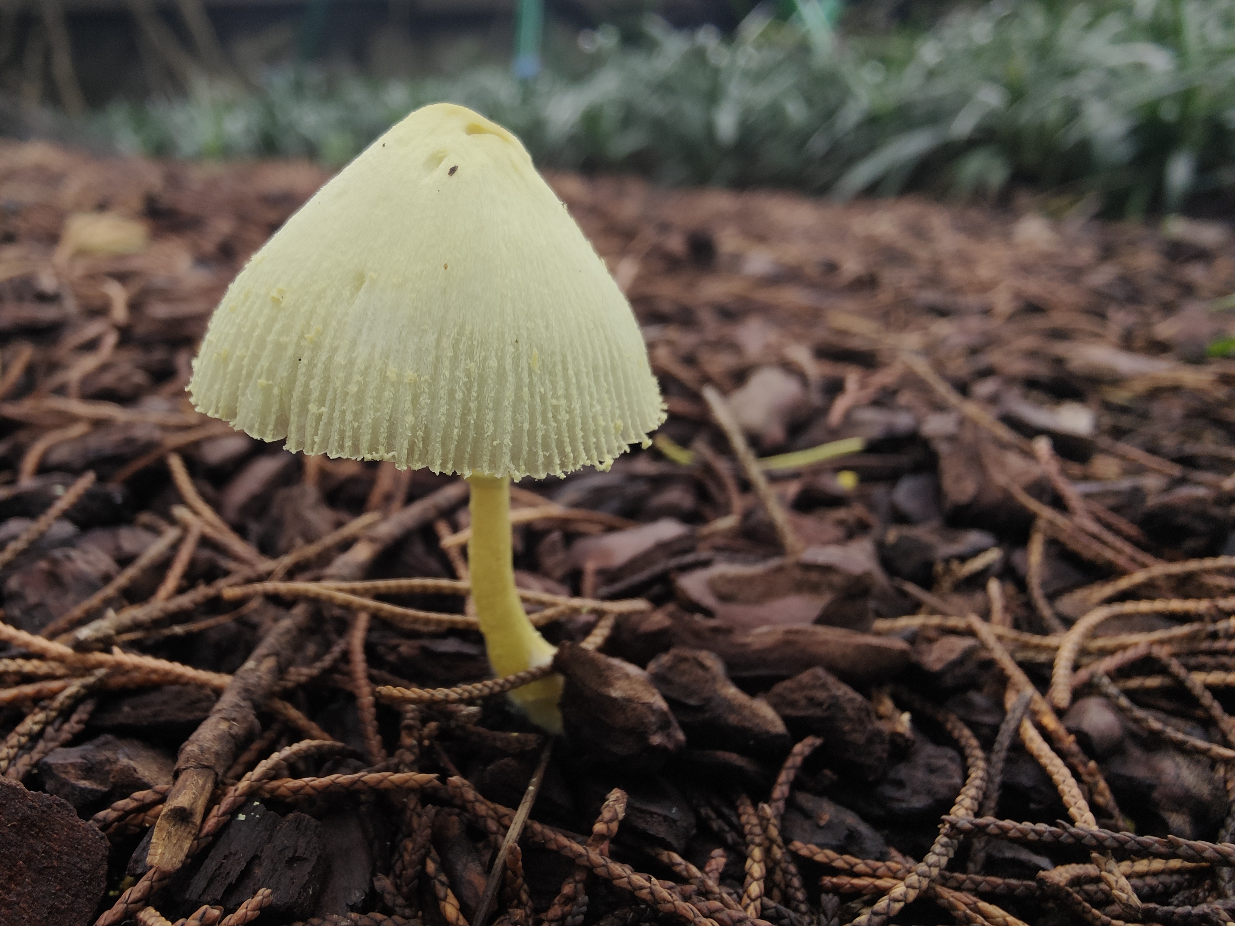 mushroom-image