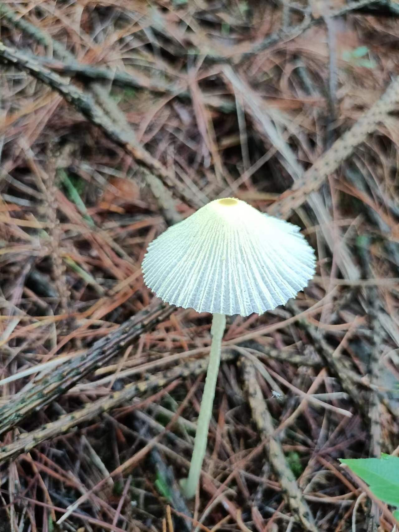 mushroom-image