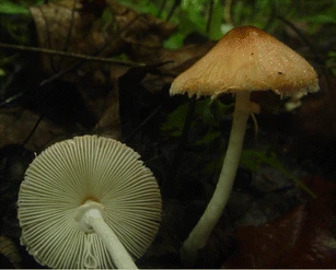 橘黄白鬼伞