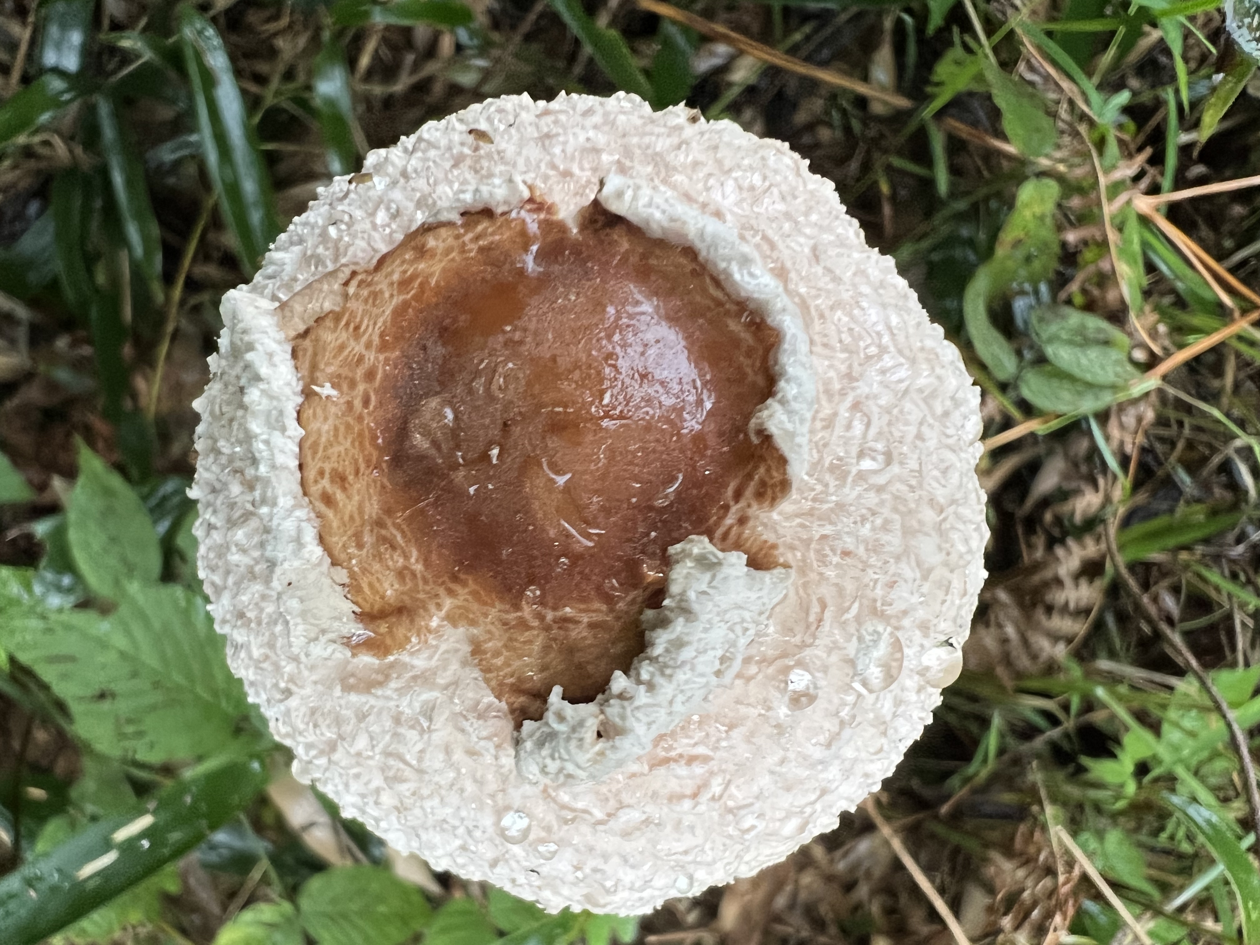 mushroom-image