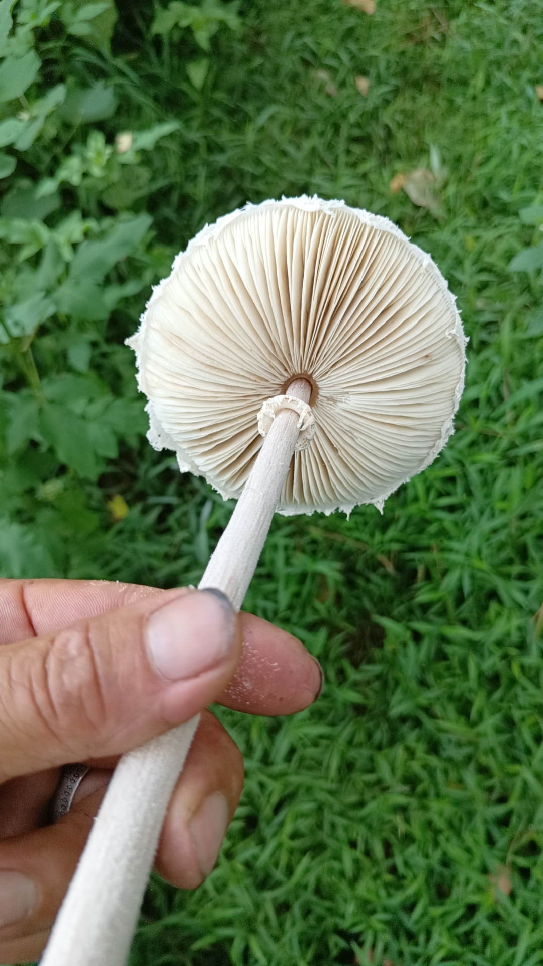 mushroom-image