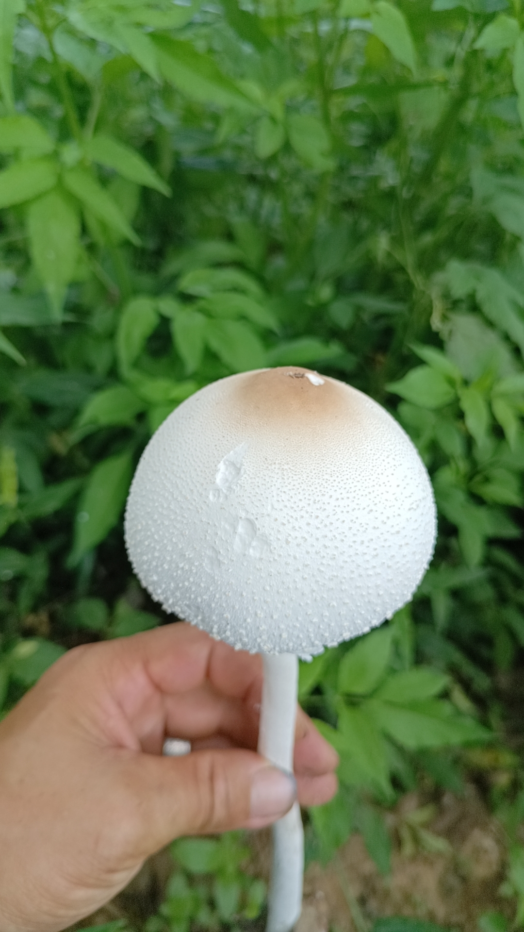mushroom-image