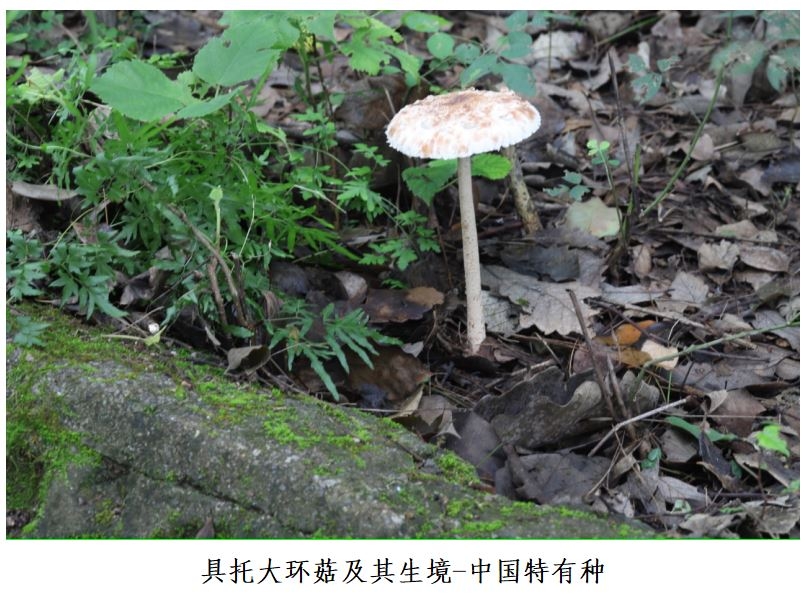 mushroom-image