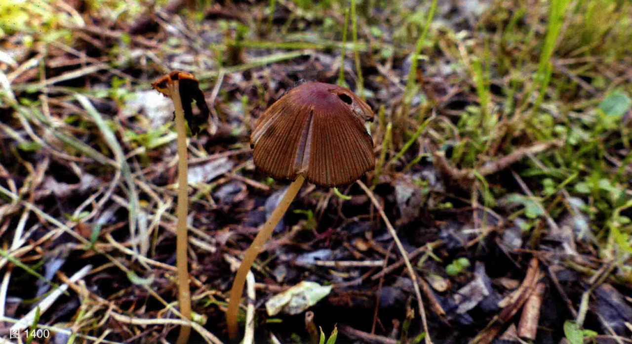 mushroom-image