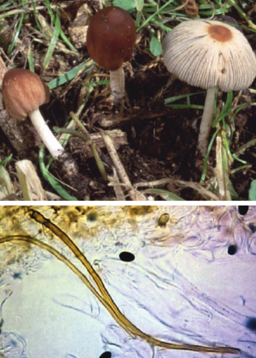 mushroom-image