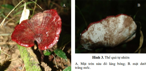 basidioma of Humphreya species