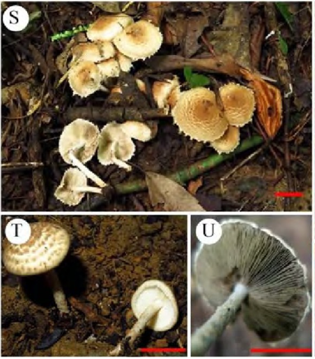 mushroom-image