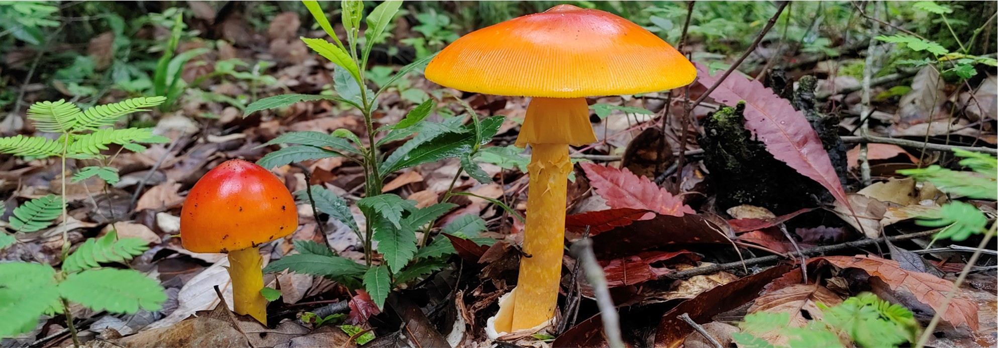 Amanita rubroflava