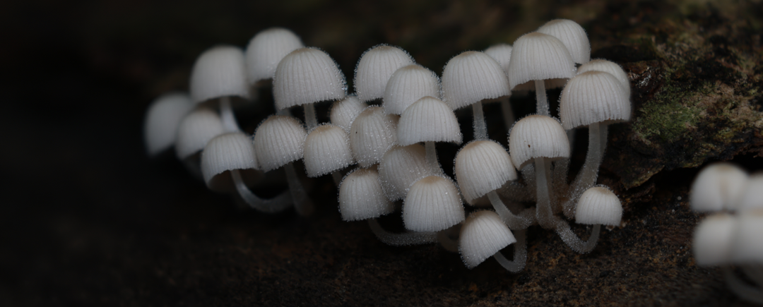 coprinellus species