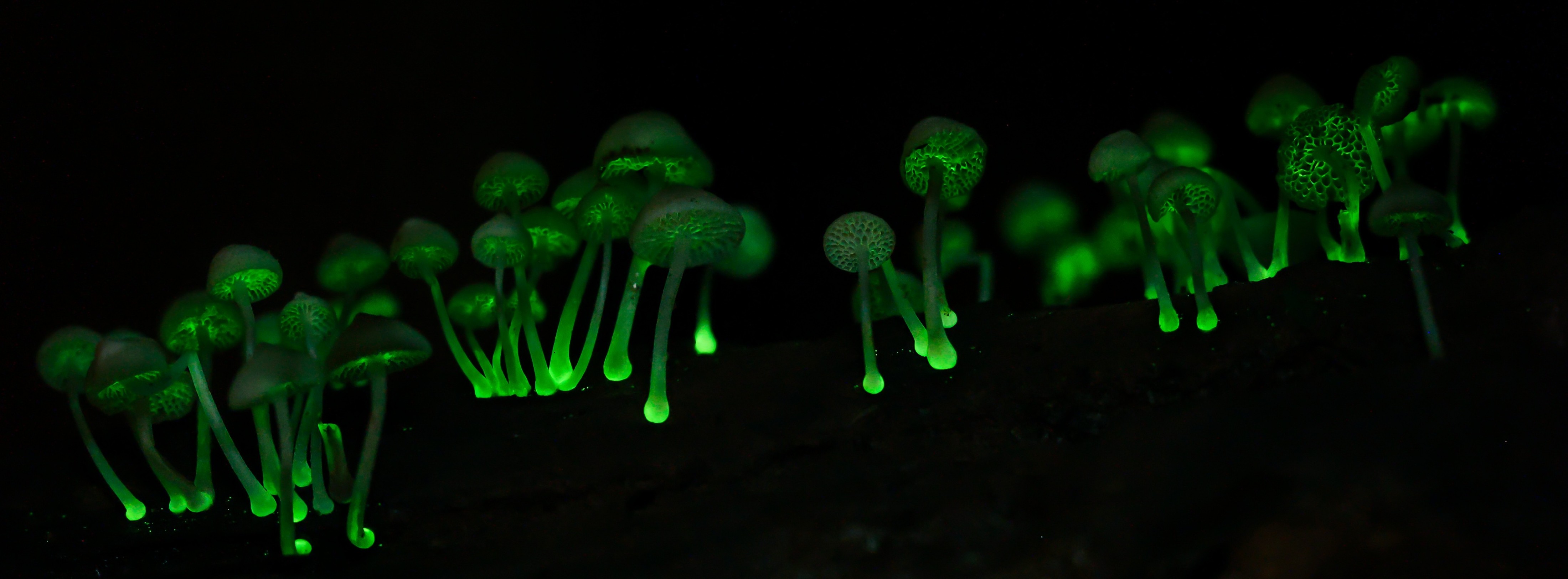 Filoboletus manipularis