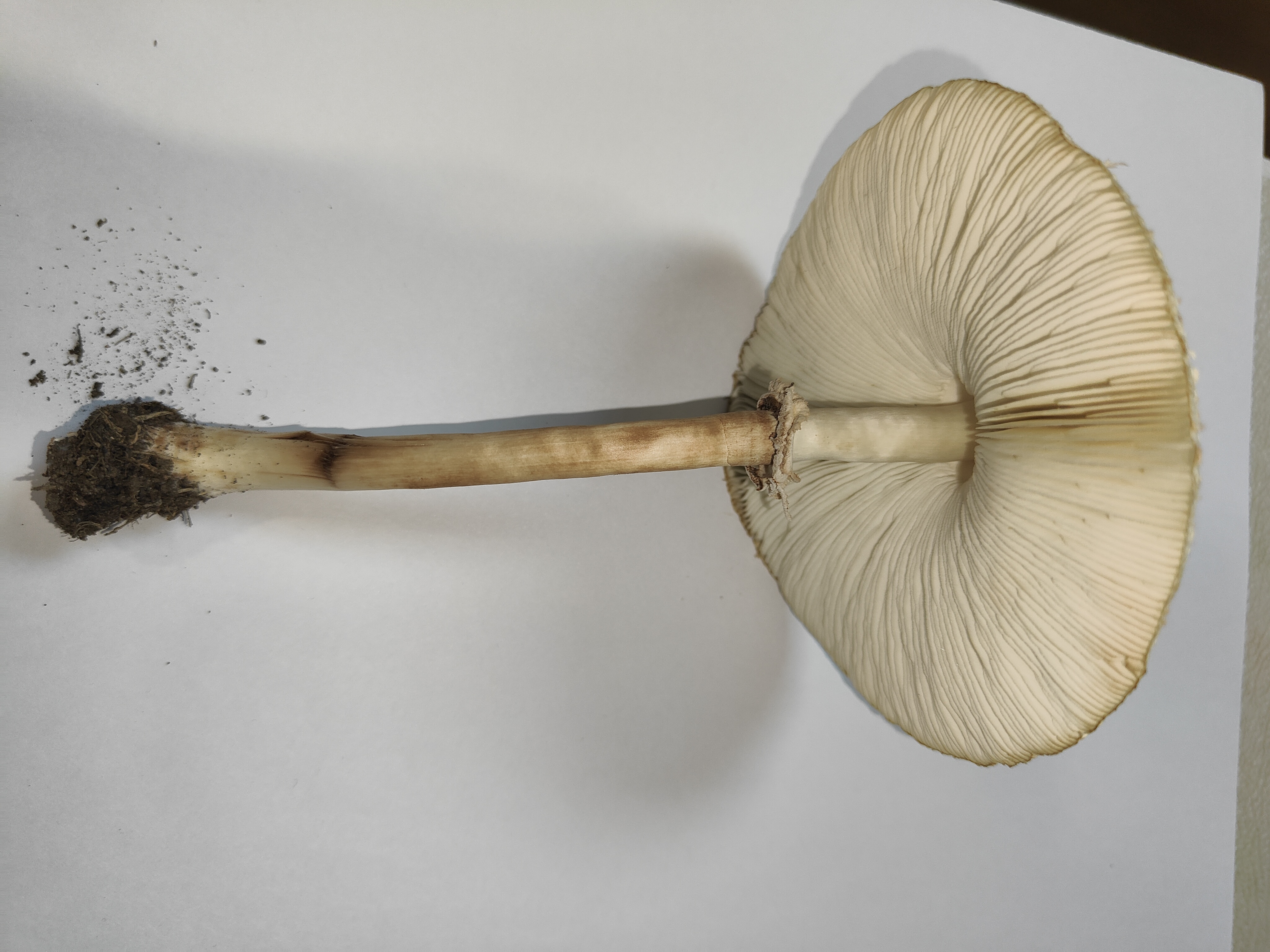 mushroom-image