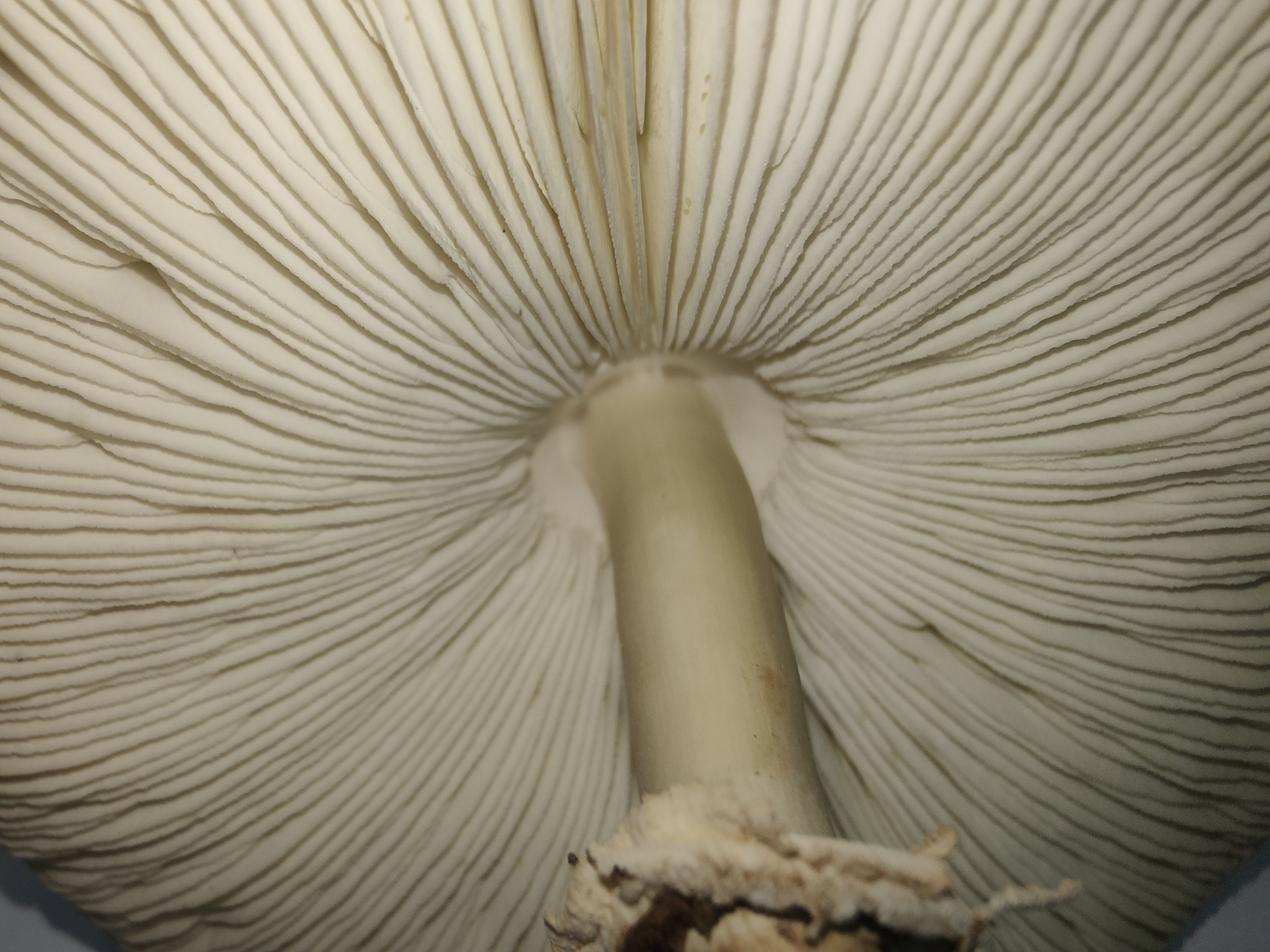 mushroom-image