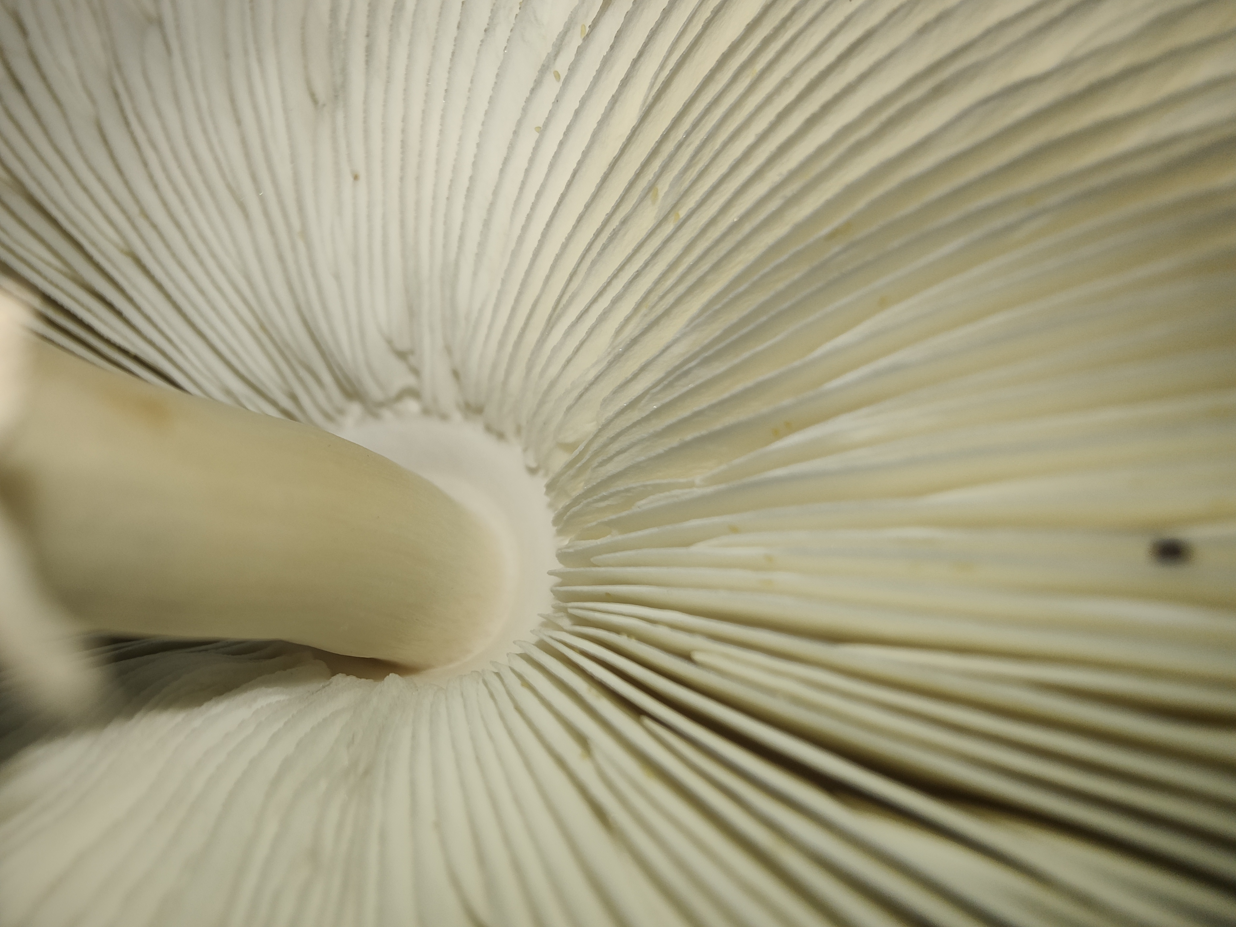 mushroom-image