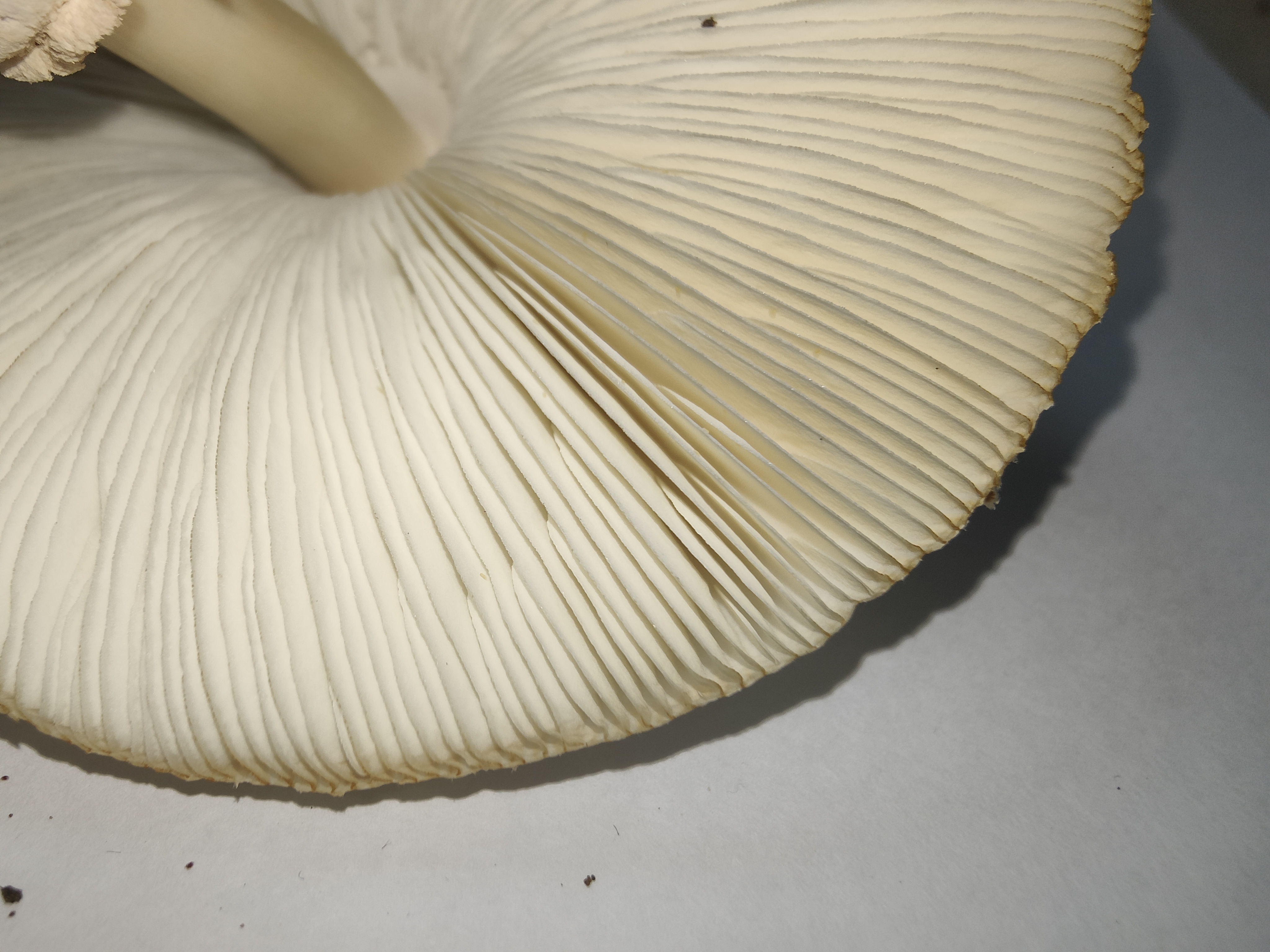 mushroom-image
