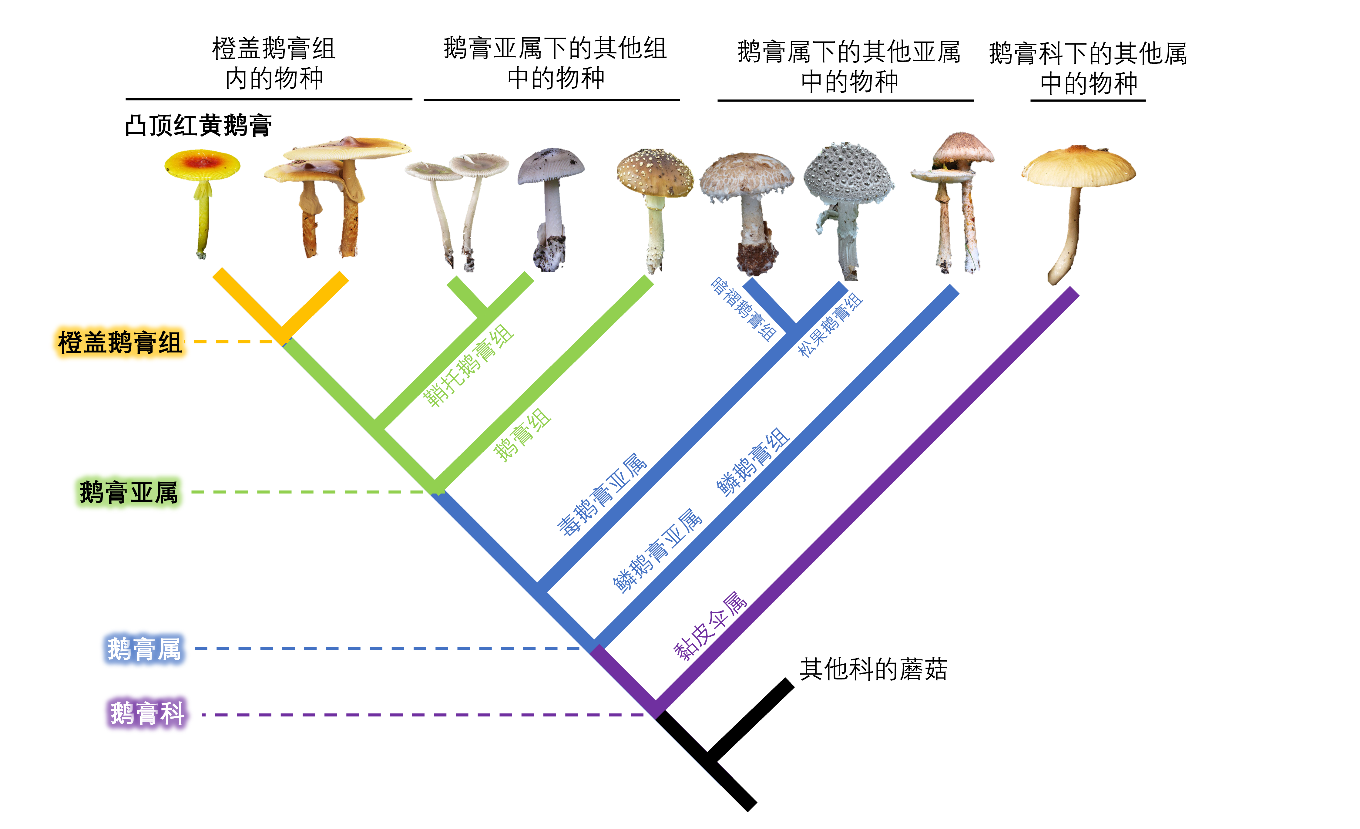 鹅膏科系统发育树