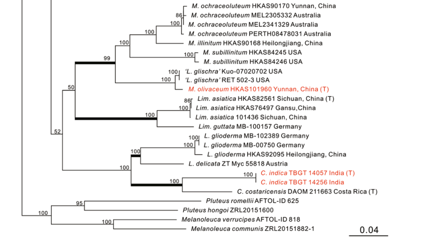 phylogram